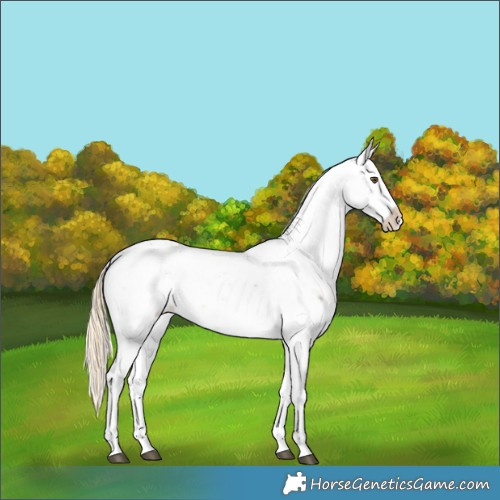 Horse Color:Chocolate Palomino Sabino Appaloosa Rabicano 
