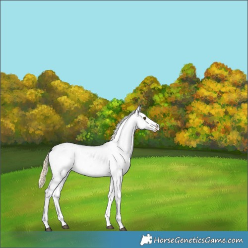 Horse Color:Chocolate Palomino Sabino Appaloosa Rabicano 