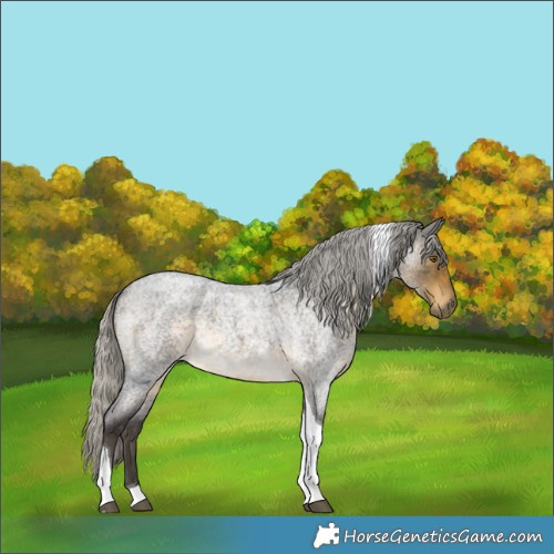 Horse Color:Silver Buckskin Roan Tobiano Rabicano
