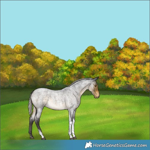Horse Color:Silver Buckskin Roan Tobiano Rabicano 