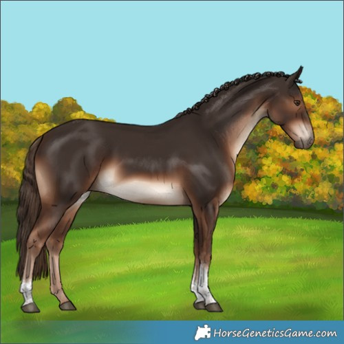Horse Color:Liver Chestnut Tobiano Rabicano 