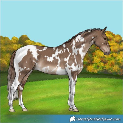 Horse Color:White Spotted Liver Red Dun Tobiano 