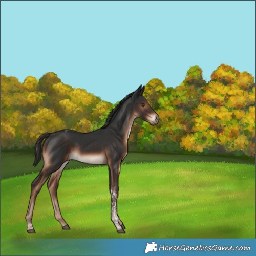 Horse Color:Liver Chestnut Tobiano Rabicano 