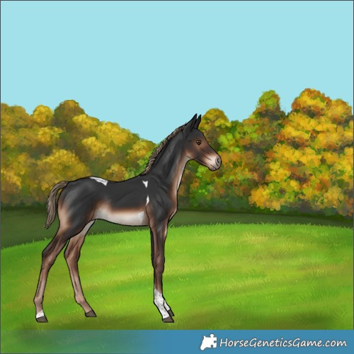 Horse Color:Liver Chestnut Tobiano Rabicano 