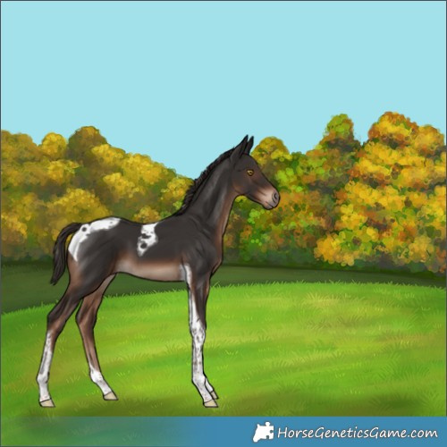 Horse Color:Liver Chestnut Tobiano 