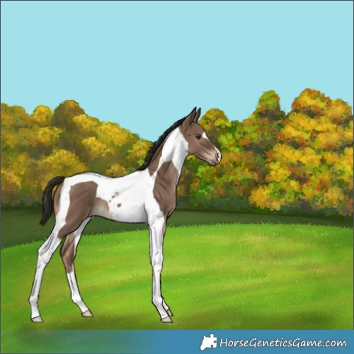 Horse Color:Liver Red Dun Tobiano 