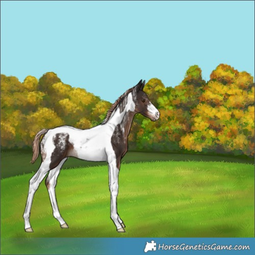 Horse Color:Powder White Liver Chestnut Tobiano 