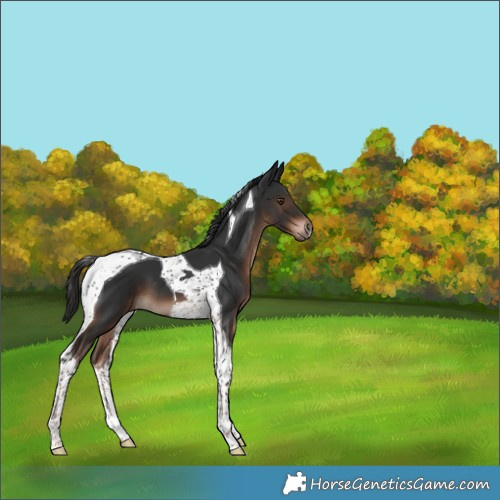 Horse Color:Liver Chestnut Tobiano 