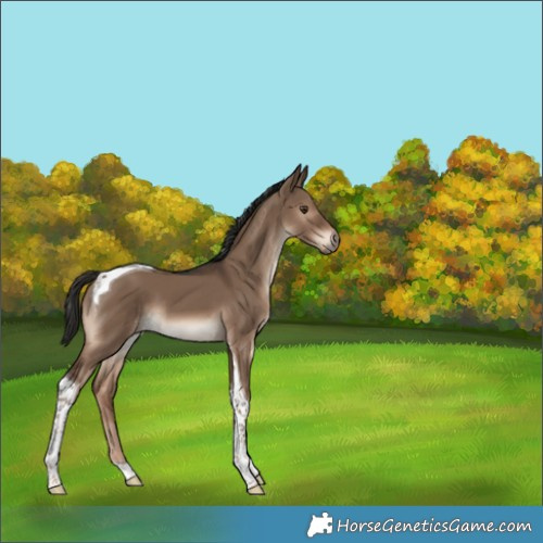 Horse Color:Liver Red Dun Tobiano 