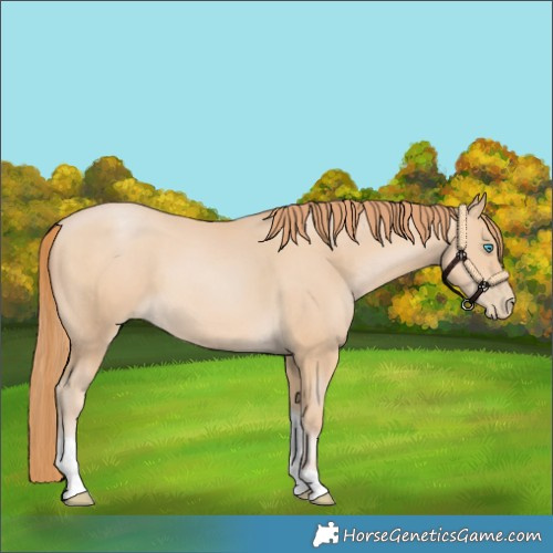 Horse Color:Buckskin Pearl Tobiano 
