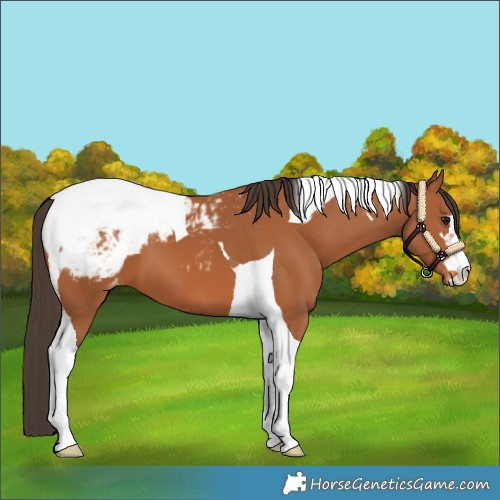 Horse Color:Bay Tobiano Snowcap