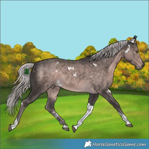 Horse Color:Platinum White Spotted Chocolate Palomino Tobiano Rabicano 
