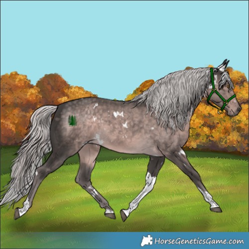 Horse Color:Platinum White Spotted Chocolate Palomino Tobiano Rabicano 