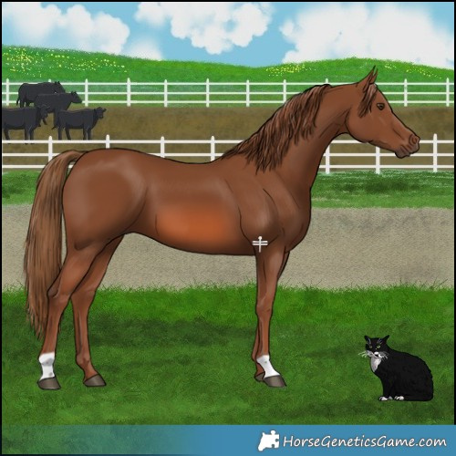 Horse Color:Chestnut 