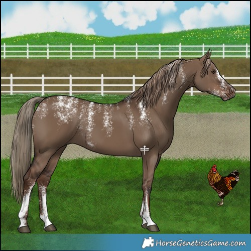 Horse Color:Powder White Liver Red Dun 