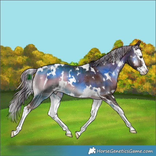 Horse Color:Plaid  White Spotted Chocolate Palomino Onyx Splash Rabicano 