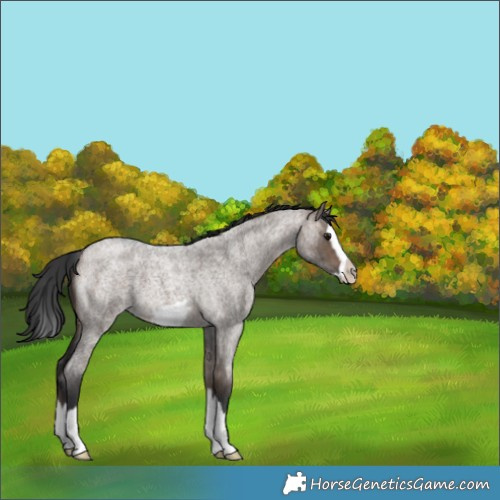Horse Color:Unknown 