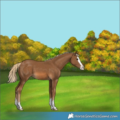Horse Color:Unknown 