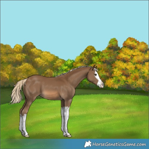 Horse Color:Unknown 