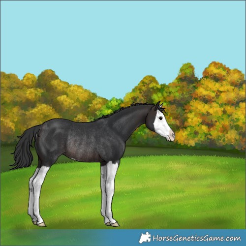 Horse Color:Unknown 