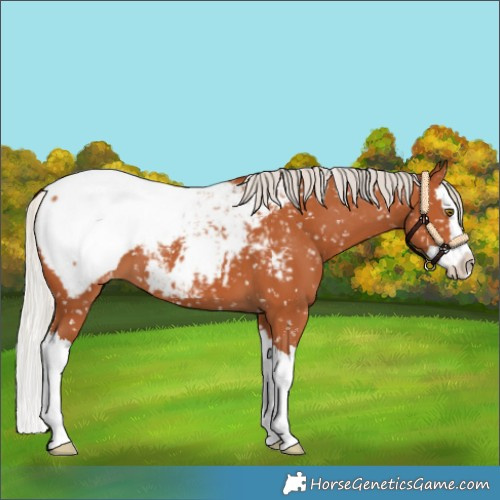 Horse Color:Silver Bay Splash Near Fewspot 