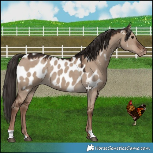 Horse Color:Liver Red Dun Near Leopard 