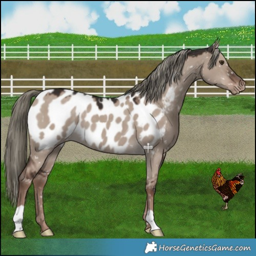 Horse Color:Liver Red Dun Mushroom Near Leopard 