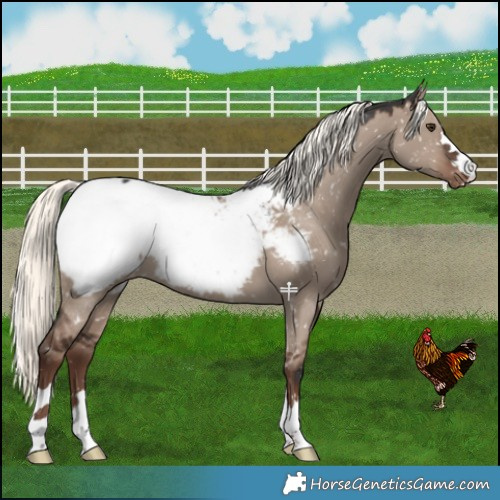 Horse Color:Liver Red Dun Mushroom Snowcap