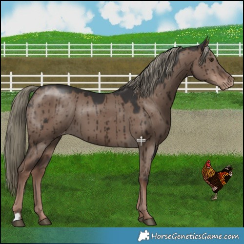 Horse Color:Liver Red Dun Mushroom Varnish Brindle 