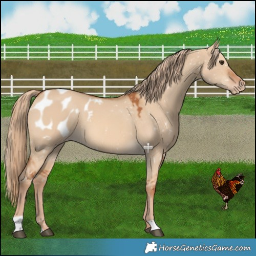 Horse Color:Red Dun Blanket 