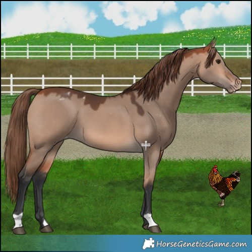 Horse Color:Bay Dun Mushroom Varnish