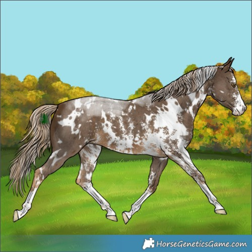 Horse Color:White Spotted Chocolate Palomino Sabino 