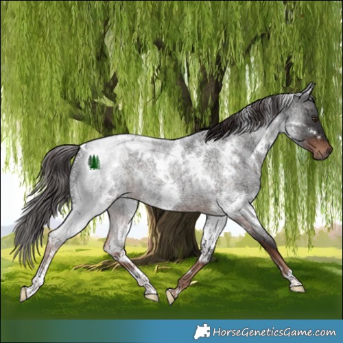 Horse Color:White Spotted Liver Red Roan 