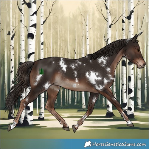 Horse Color:White Spotted Liver Chestnut Rabicano 
