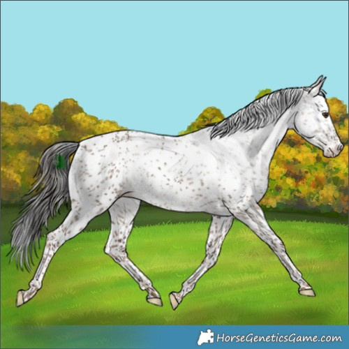 Horse Color:White Spotted Liver Red Dun Sabino 