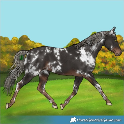 Horse Color:White Spotted Liver Chestnut Mushroom 