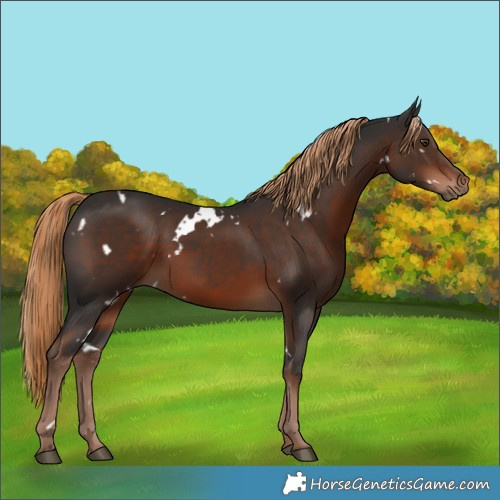 Horse Color:White Spotted Liver Chestnut 