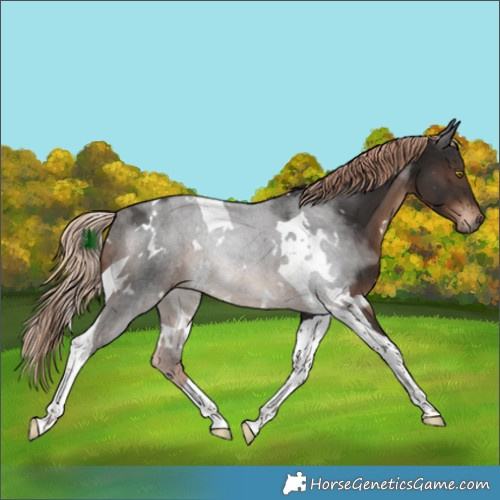 Horse Color:White Spotted Liver Chestnut Tobiano 