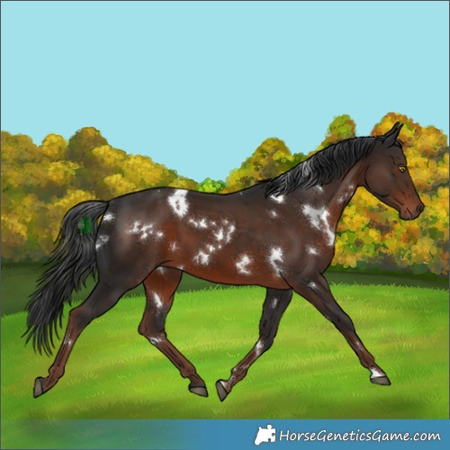 Horse Color:White Spotted Liver Chestnut 