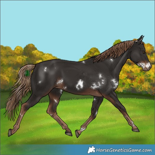 Horse Color:White Spotted Liver Chestnut 