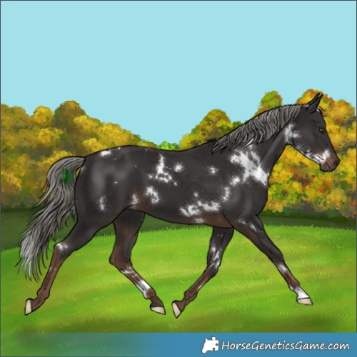 Horse Color:White Spotted Liver Chestnut Mushroom 