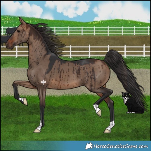 Horse Color:Brown Dun Brindle
