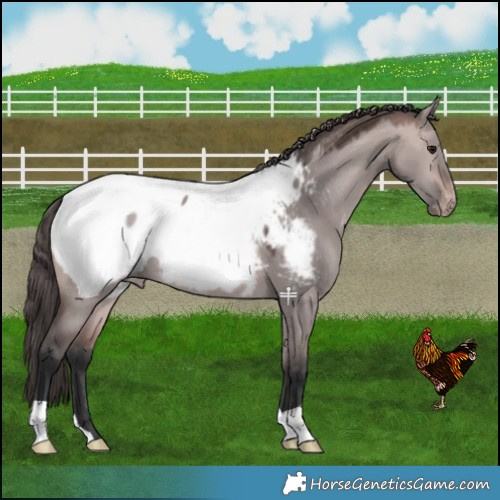 Horse Color:Platinum Bay Dun Snowcap