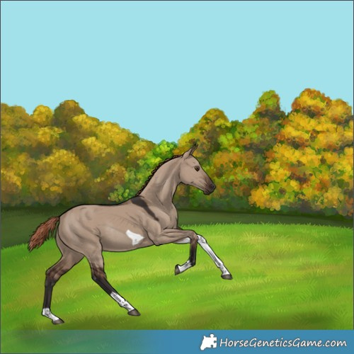 Horse Color:Liver Red Dun Tobiano Rabicano 