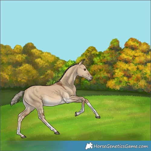 Horse Color:Chocolate Palomino Dun Tobiano Rabicano 