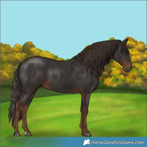 Horse Color:Liver Chestnut 