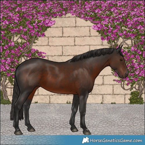 Horse Color:Liver Chestnut Rabicano 