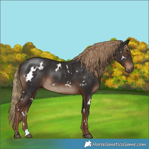 Horse Color:White Spotted Liver Chestnut 