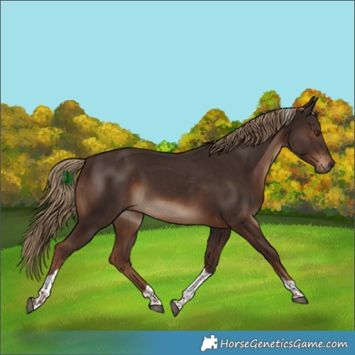 Horse Color:Liver Chestnut Tobiano 