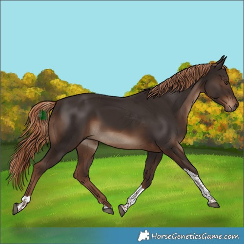 Horse Color:Liver Chestnut Tobiano 